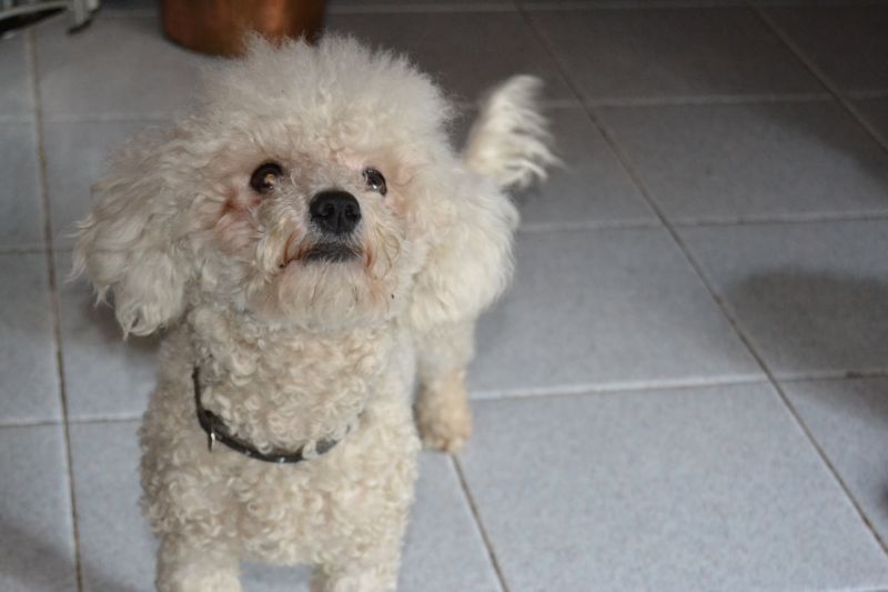 BICHON CERCA CASA