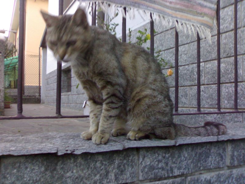 Cat sitter per Milano e provincia