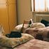 Cat sitter esperta per Milano e provincia