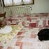 Pensione domestica per gatti e cat sitter a domicilio