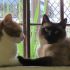 Cat sitter esperta per Milano e provincia