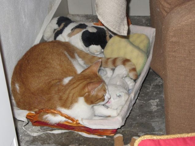 Oscar nel cesto dei giochi