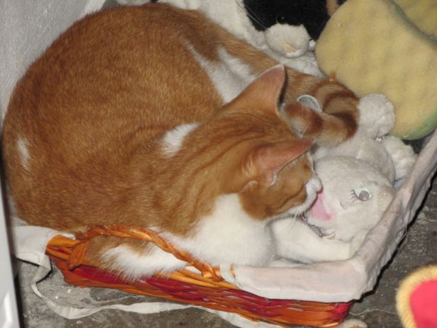 Oscar nel cesto dei giochi