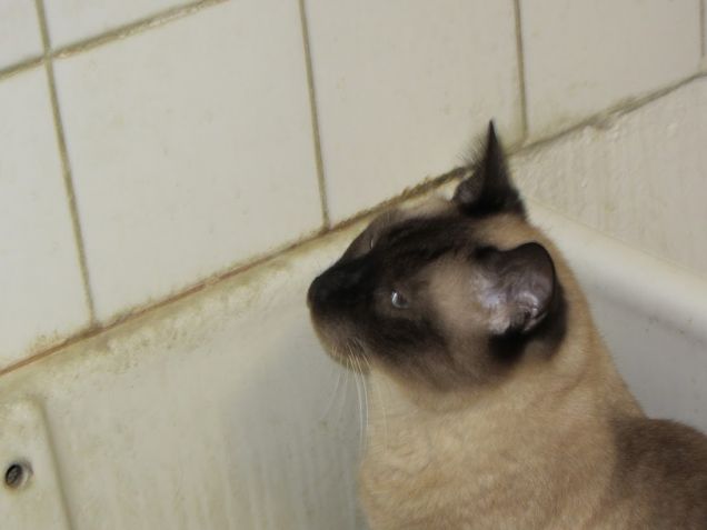 Arthur nel lavandino