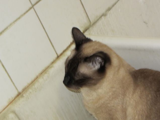 Arthur nel lavandino