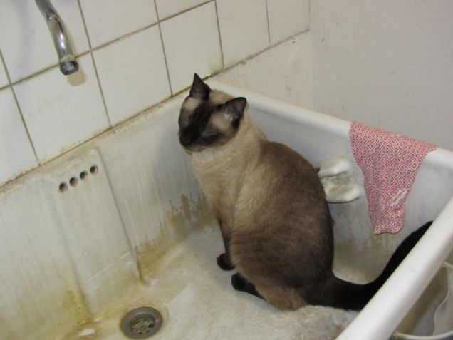 Arthur nel lavandino