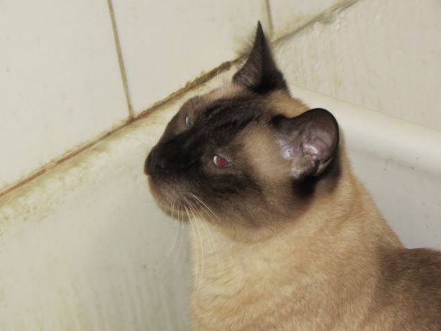 Arthur nel lavandino