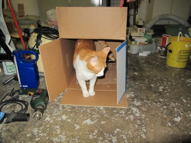 Oscar nello scatolone