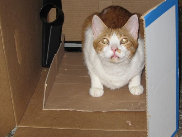 Oscar nello scatolone