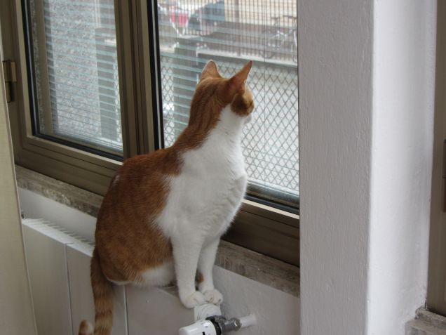 Oscar sulla finestra