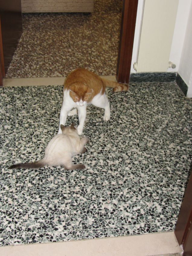 I primi giorni di Arthur e Oscar assieme