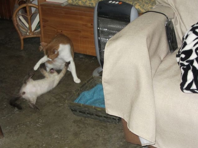 I primi giorni di Arthur e Oscar assieme