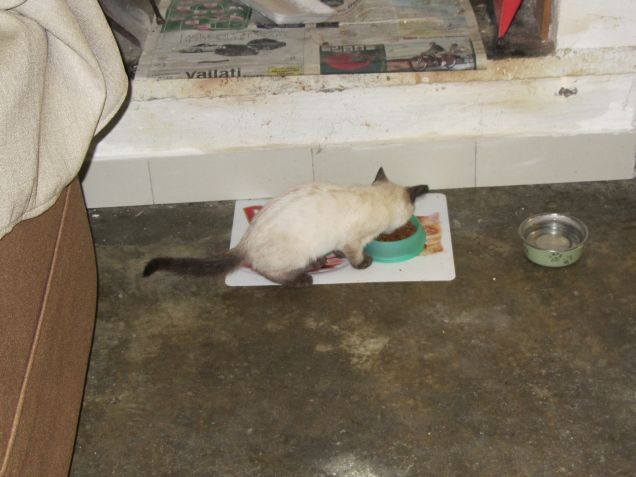 Arthurino e la pappa