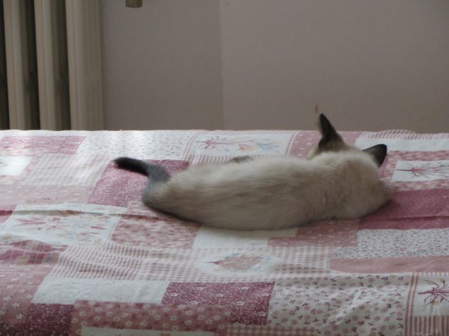 Arthurino fa la nanna