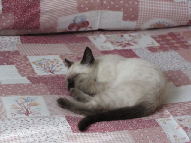 Arthurino fa la nanna