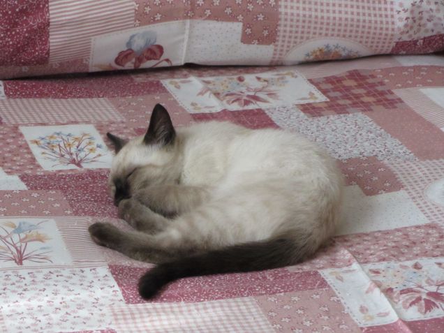 Arthurino fa la nanna