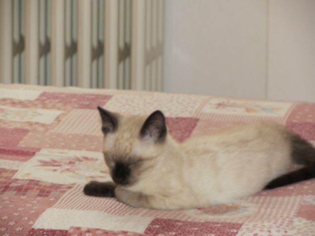 Arthurino fa la nanna