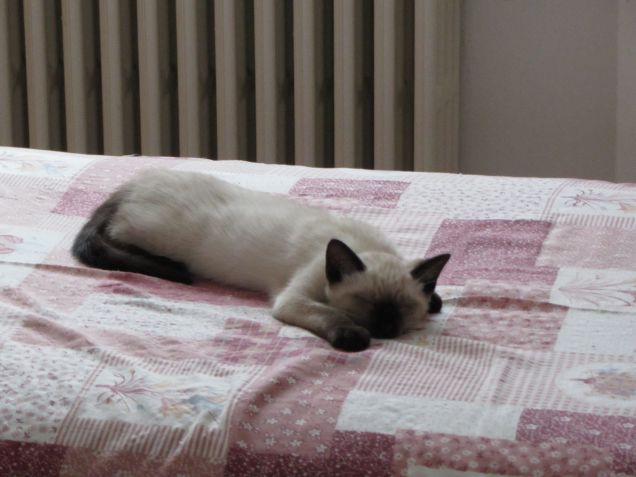 Arthurino fa la nanna