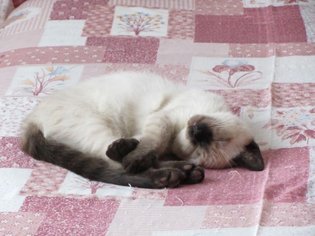 Arthurino fa la nanna