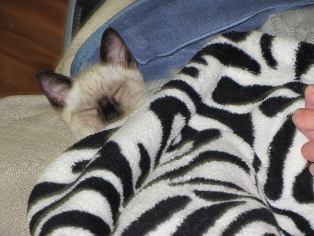 Arthurino dorme sotto il plaid