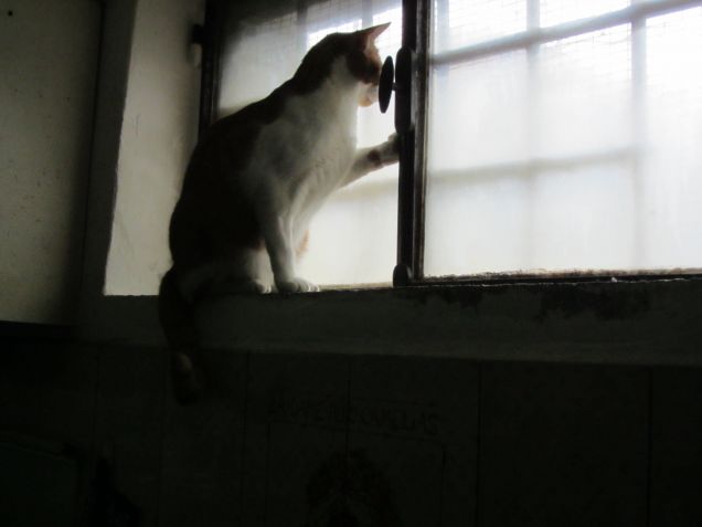 Oscar affacciato alla finestra della taverna