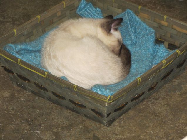 Arthurino nel cestino