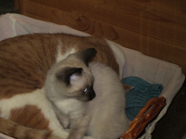 Arthur e Oscar nel cesto