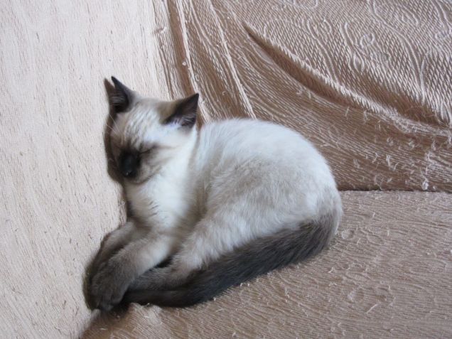 Arthurino dorme sul divano