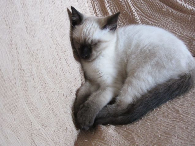 Arthurino dorme sul divano