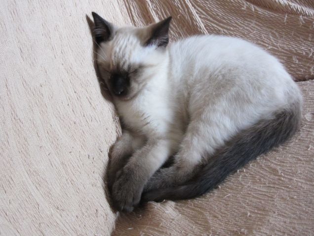 Arthurino dorme sul divano