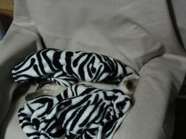 Arthurino e il plaid