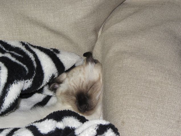 Arthurino e il plaid