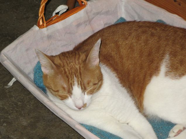 Oscar da solo nel cesto