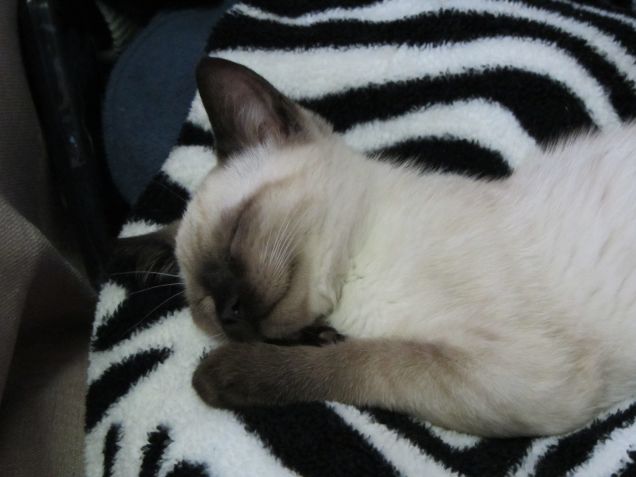 Arthurino dorme sul plaid