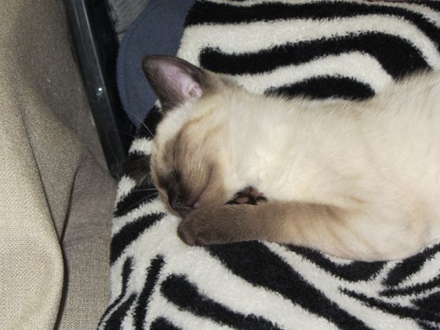 Arthurino dorme sul plaid