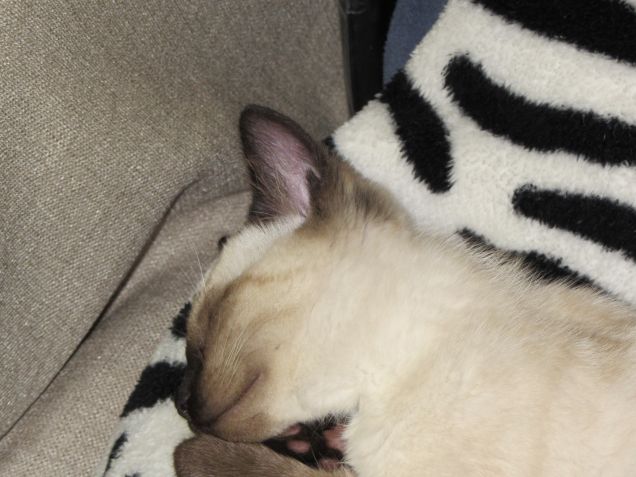 Arthurino dorme sul plaid