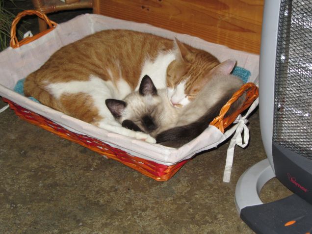 Arthurino e Oscar nel cesto assieme