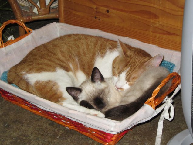 Arthurino e Oscar insieme nel cesto