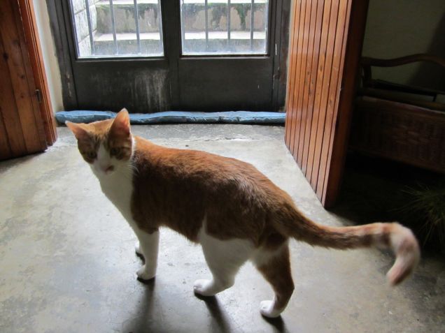 Oscar guarda sempre verso la porta