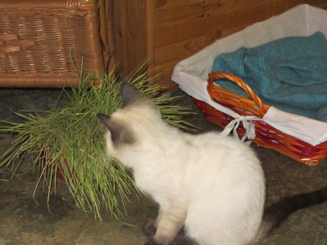 Arthur e l'erba gatta