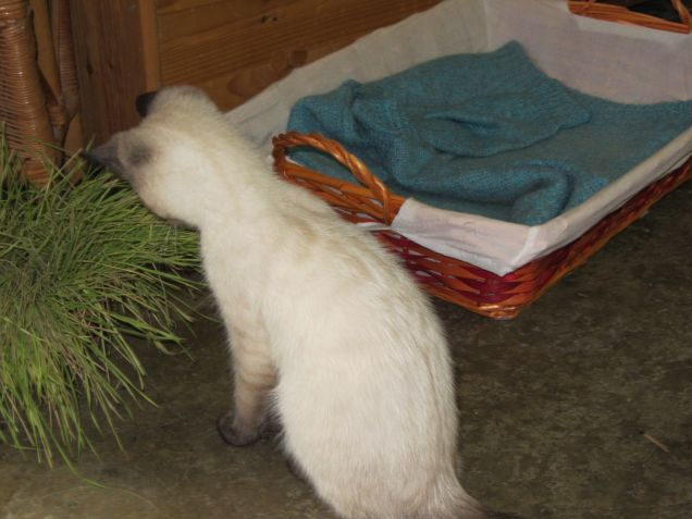 Arthur e l'erba gatta