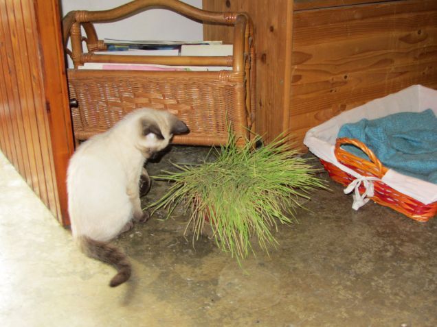 Arthur e l'erba gatta