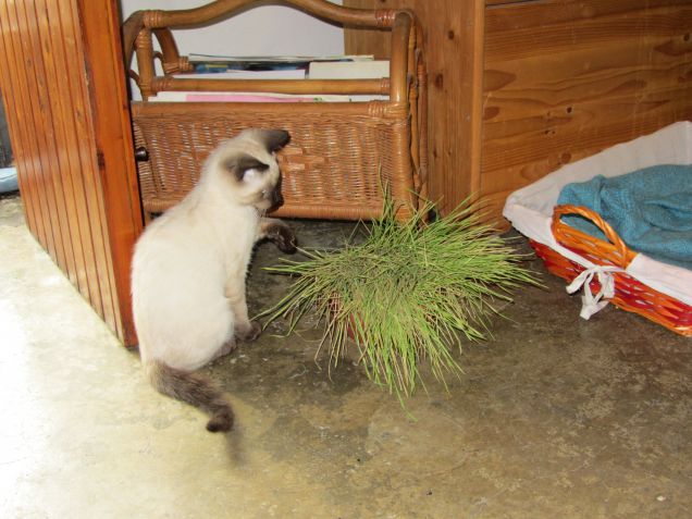 Arthur e l'erba gatta