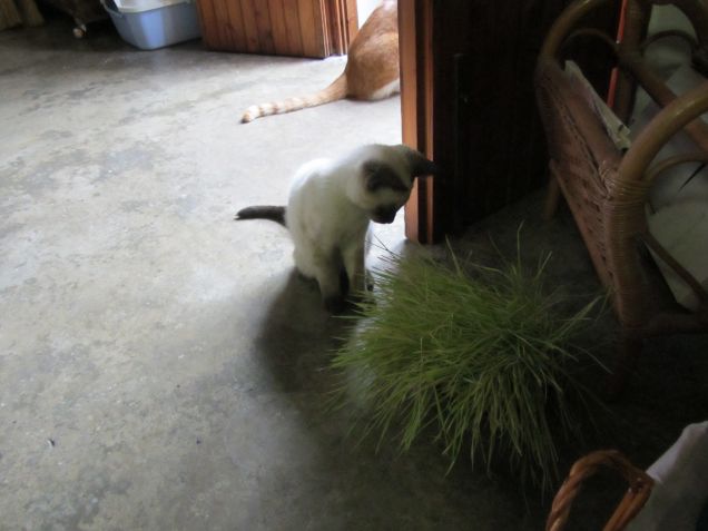 Arthur e l'erba gatta