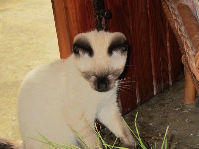 Arthur e l'erba gatta