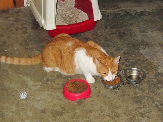 Oscar che si mangia i croccantini di Arthurino