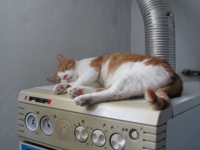 Oscar dorme sopra la vecchia caldaia