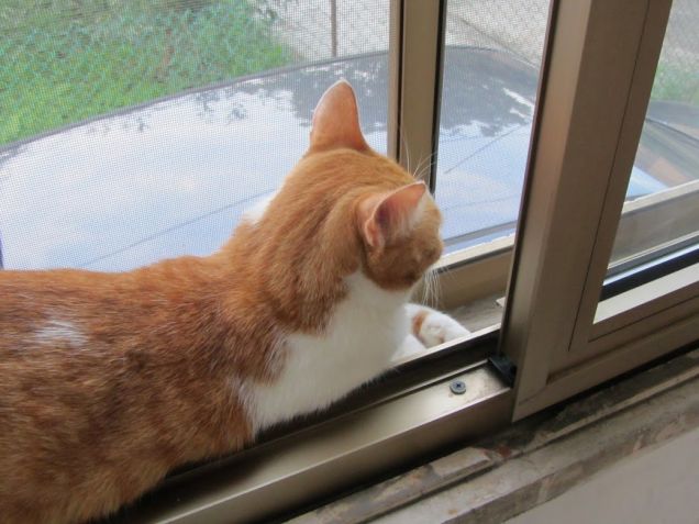 Oscar guarda fuori dalla finestra della veranda