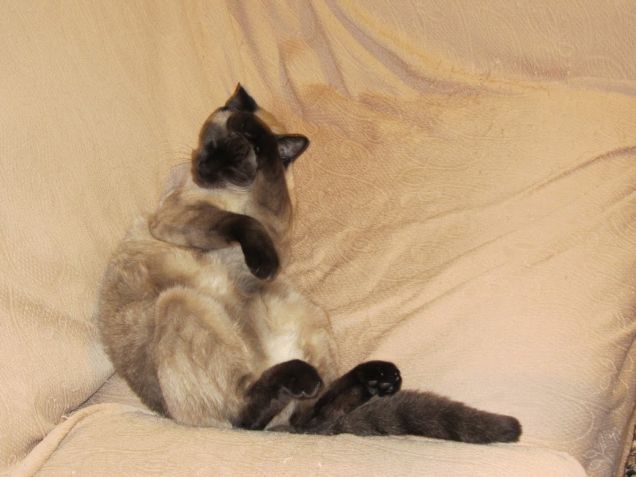 Arthur si lava la faccia sul divano