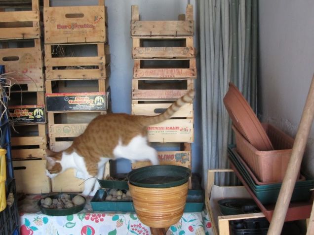 Oscar gioca sotto il portico